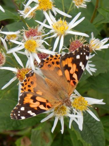 Painted Lady butterfly on Flat-topped White Aster flowers
