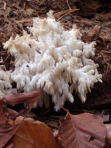 Coral Tooth fungus