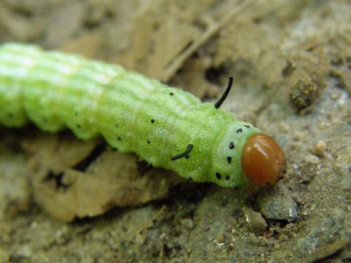 Green-striped Mapleworm -- caterpillar of Rosy Maple Moth (Dryocampa rubicunda)