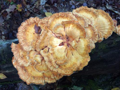 Chicken-of-the-Woods (Laetiporus sulphureus) in September at Monastery Mountain in the Green Mountains of northern Vermont