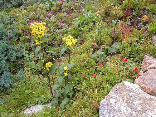 Alpine Goldenrod flowers