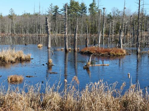 swamp at Monson Village in southern New Hampshire