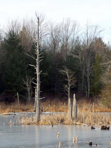swamp in December at Monson Village in southern New Hampshire