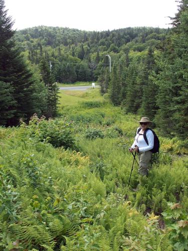 Andee on the boundary swath to Montagne des Lignes in northern New Hampshire