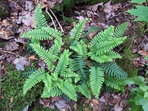 Common Polypody (Polypodium vulgare) on the way to Moody Ledge in New Hampshire