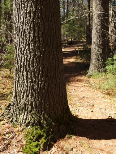 Pine Trail at Moose Hill Wildlife Sanctuary in eastern Massachusetts