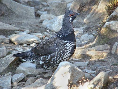 Spruce Grouse (Denragapus canadensis) crossing the trail to Mount Moosilauke in New Hampshire