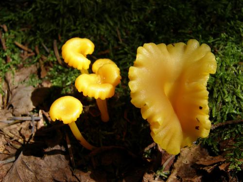 Small Chanterelle (Cantharellus minor)