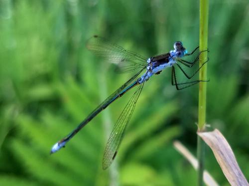 damselfly in July at Morgan Pond Mountain in southern New Hampshire