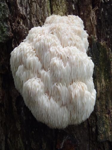 Pom Pon Mushroom (Hericium americanum)