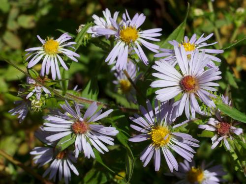 England Aster (Aster novae-angliae) at Mudget Mountain in northern New Hampshire
