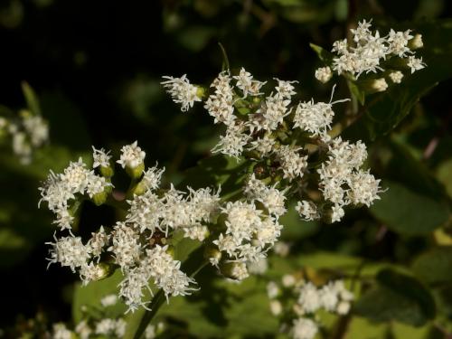 White Snakeroot (Ageratina altissima) at Mudget Mountain in northern New Hampshire