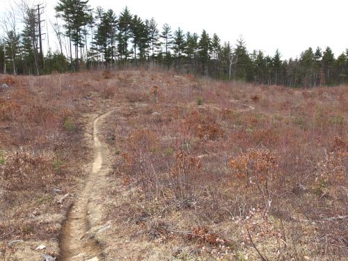 heavily-lumbered area at Musquash Conservation Area in Londonderry NH