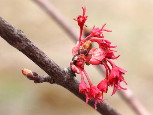 female Red Maple (Acer rubrum) flower in April at Musquash Conservation Area in Londonderry NH