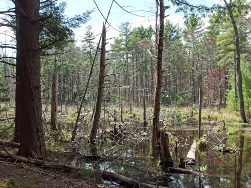 swamp view in April at Musquash Conservation Area in Londonderry NH