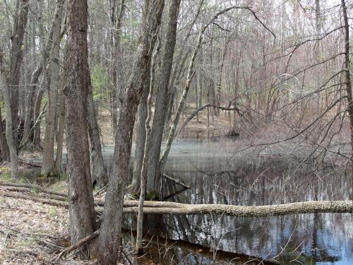 swampy area in April at Musquash Conservation Area in Londonderry NH
