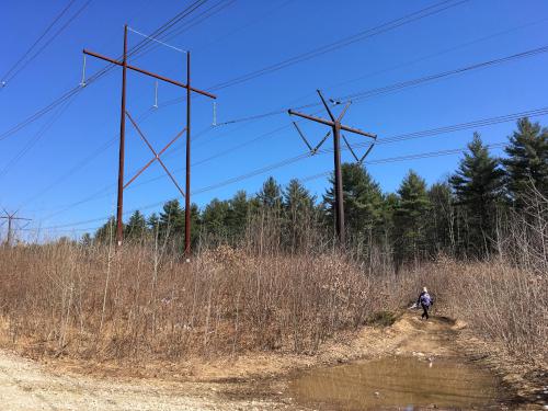 Andee beneath the high-voltage electric wires crossing Musquash Conservation Land at Hudson in southern New Hampshire