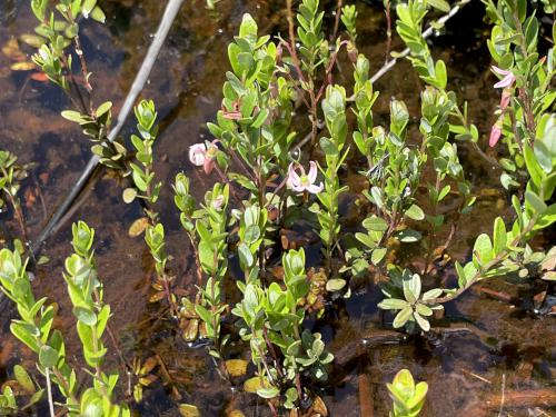 cranberry plants in June at Myles Standish State Forest in eastern Massachusetts