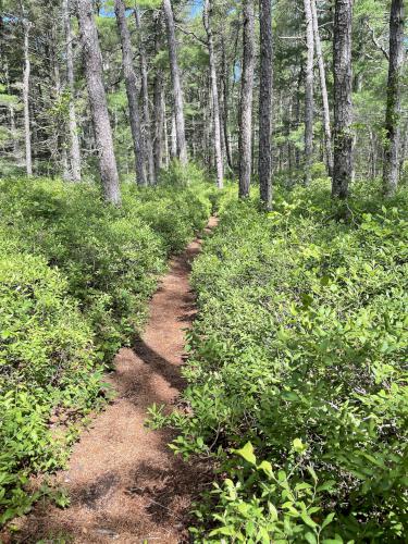 path at Myles Standish State Forest in eastern Massachusetts