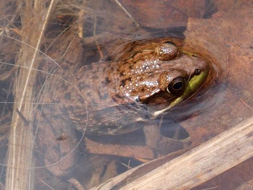 North American Bullfrog at America's Stonehenge on Mystery Hill at Salem in New Hampshire