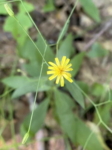 Panicled Hawkweed (Hieracium paniculatum) in July at Mystery Spring at Westford in northeast MA
