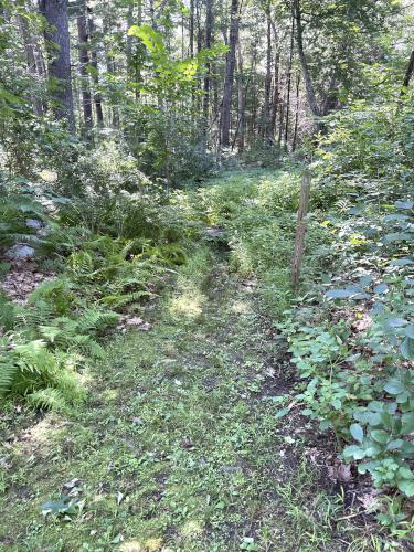 trail split in July at Mystery Spring at Westford in northeast MA