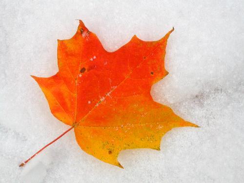 orange maple leaf on early snow on Mount Nancy in New Hampshire