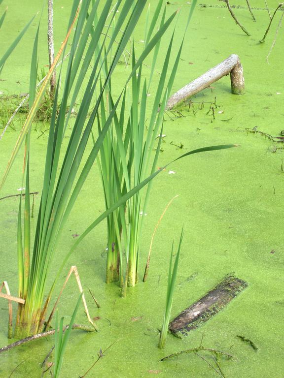 duckweed on Groton School Pond beside the Nashua River Rail Trail in Massachusetts