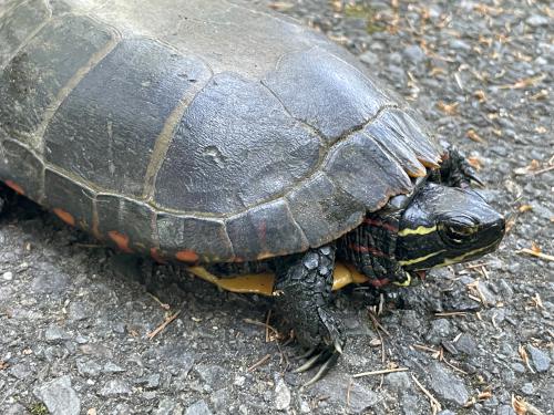Painted Turtle (Chrysemys picta) in August at Nashua River Rail Trail North in southern New Hampshire