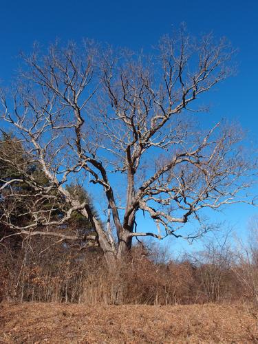 old oak tree at Yudicky Farm in New Hampshire