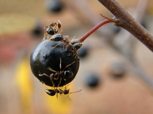 ants swarming over a European Buckthron berry in November at Nashua, New Hampshire