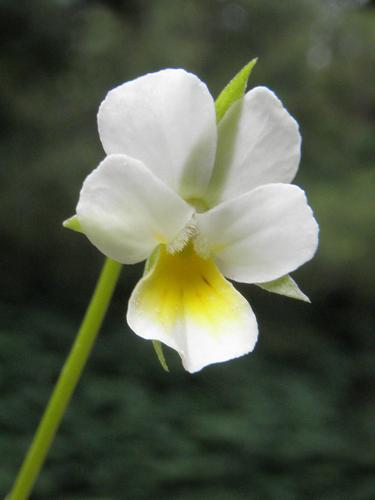 European Field Pansy (Viola arvensis)