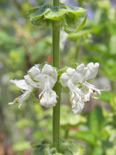 Sweet Basil (Ocimum basilicum)