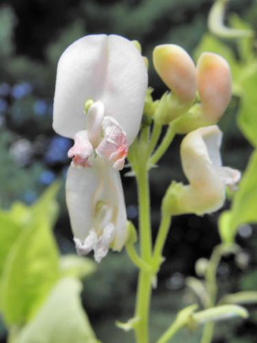String Bean (Phaseolus vulgaris)