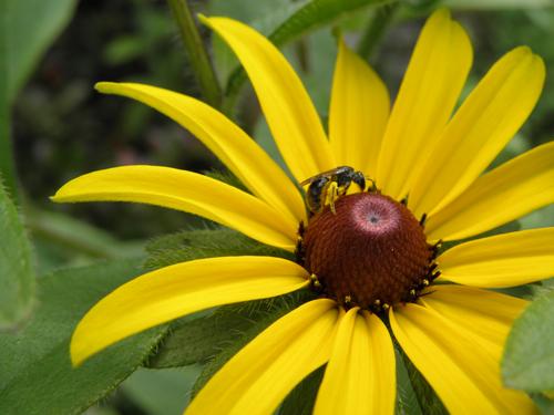 bee on Black-eyed Susan flower