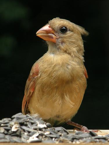 female Northern Cardinal (Cardinalis cardinalis)