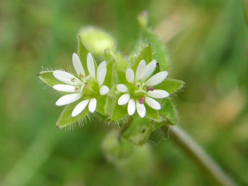 Common Chickweed