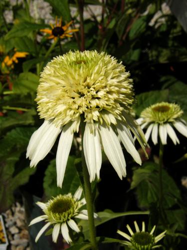 Coconut Lime Coneflower