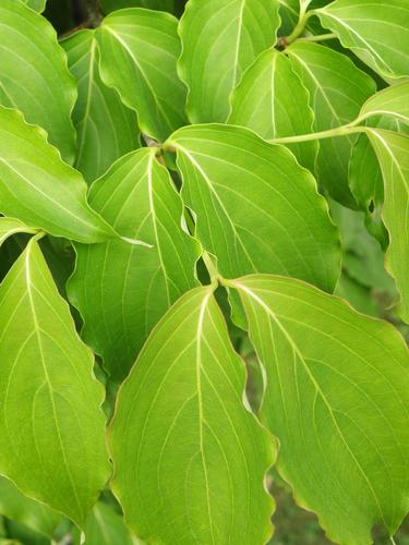 japanese dogwood leaves