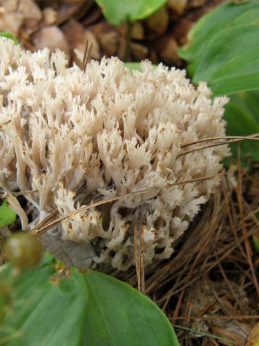 Cockscomb Coral mushroom (Clavulina cristata)