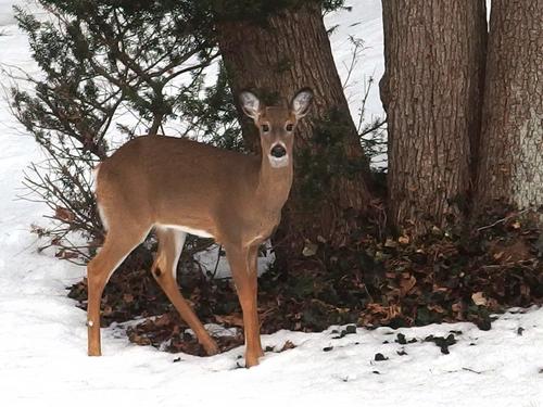 at winter's end a White-tailed Deer (Odocoileus virginianus) visits Nashua in New Hampshire
