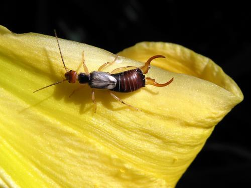 Common Earwig on Day Lily