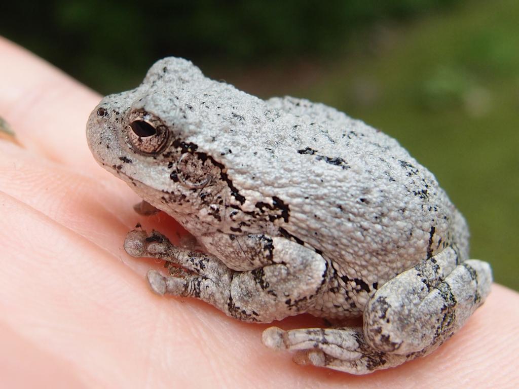 Gray Frog (Hyla versicolor) in July at Hudson, New Hampshire