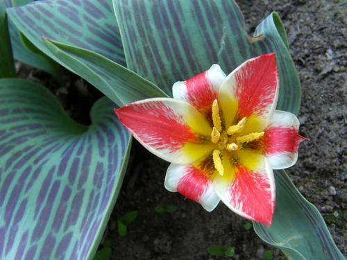 Greigii Tulip (Tulipa greigii)
