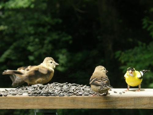 juvenile Goldfinches with dad