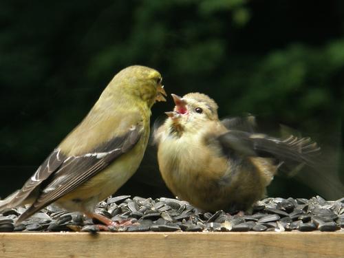 mom feeds a juvenile Goldfinch