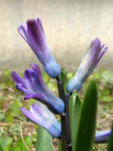 Hyacinth (Hyacinthus orientalis)