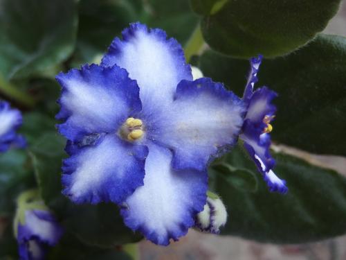 African Violet (Saintpaulia ionantha 'Iceberg')
