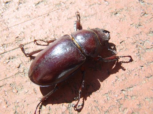 Reddish-brown Stag Beetle (Pseudolucanus capreolus)
