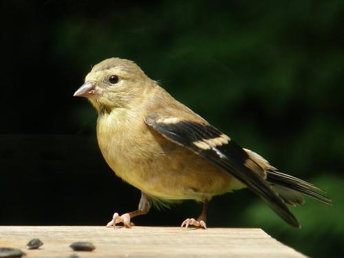 juvenile Goldfinch